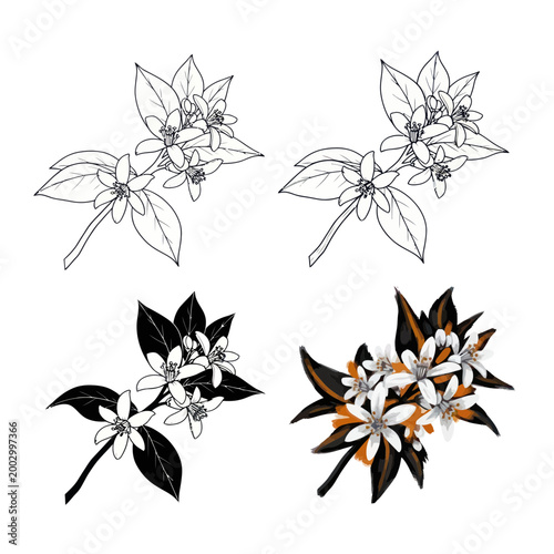 Orange Blossom Branch Illustrations: Line Art, Silhouette, and Color