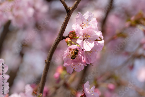 Fotografía Honey bee collecting pollen on beautiful pink cherry blossom flowers on tree branch in sunny spring garden
