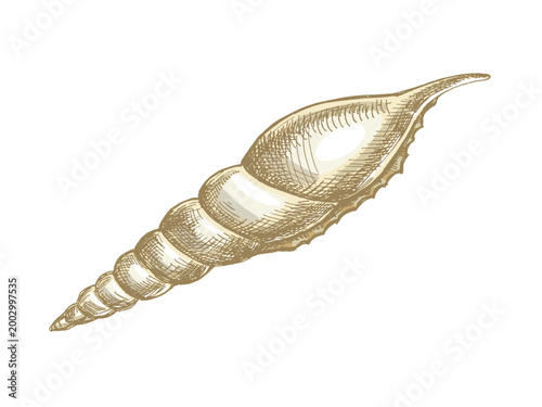 Hand drawn vintage spiral sea shell engraving colored beige marine mollusk detailed isolated vector illustration