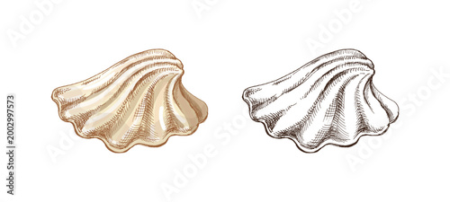 Hand drawn vintage sea shell engraving colored beige and monochrome marine mollusk scallop isolated vector illustration set