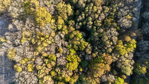 Aerial view of autumn forest trees and winding road