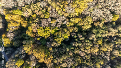Aerial overhead view showing forest canopy transition