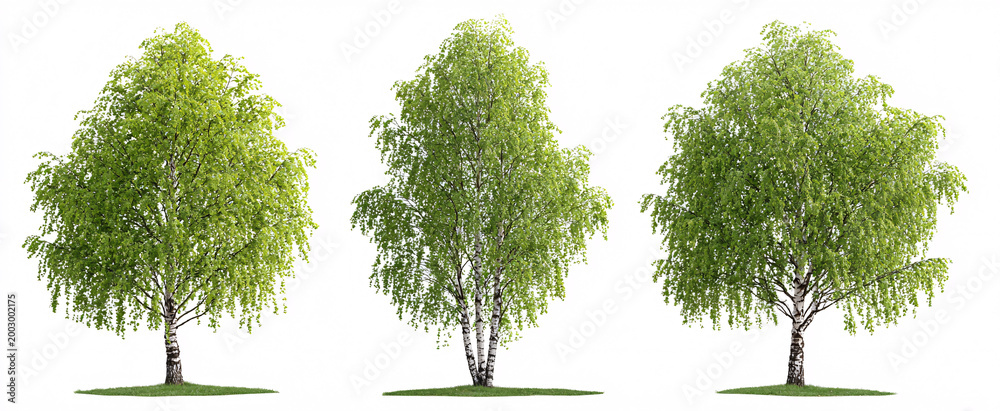 Naklejka premium Three playful Betula pendula trees dance on a crisp white stage ready for spring.