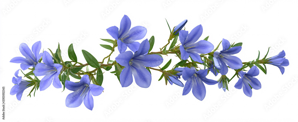 Obraz premium Vibrant blue trailing lobelia flowers evoke joy in garden and floral design projects