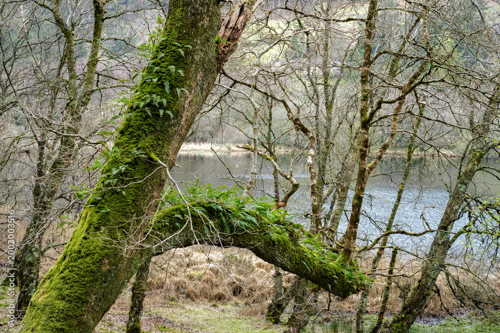 Fototapeta premium Moss covered tree leans beside a quiet lake