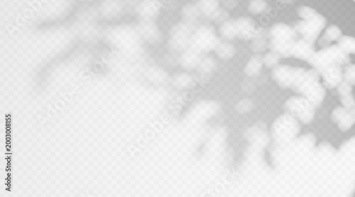 Gobo shadow light effect with tree texture on wall background. Soft abstract plant silhouette with sunlight and natural foliage pattern.