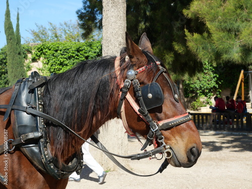 Obraz na plátne Carriage horse with bridle and blinders in Palma de Mallorca – tourist scene with natural background