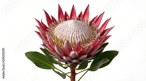 Close-up of vibrant protea flower in full bloom
