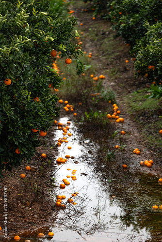Orange orchard with fallen fruit in muddy water after rain showing crop loss and wet agricultural landscape