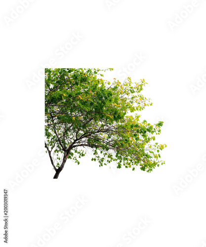 The green trees on transparent - 17