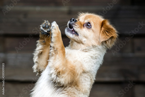 Bild auf Leinwand Fluffy golden mixed breed dog close-up with paws raised barking