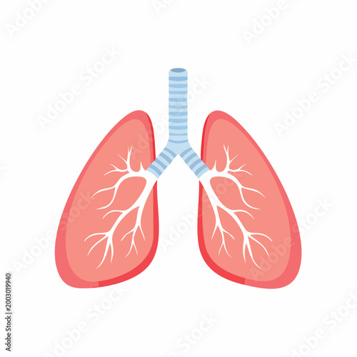 Illustration of Human Lungs and Trachea