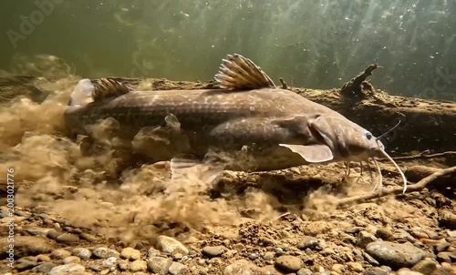 A large catfish rests on the gravelly bottom of a murky riverbed near submerged logs.