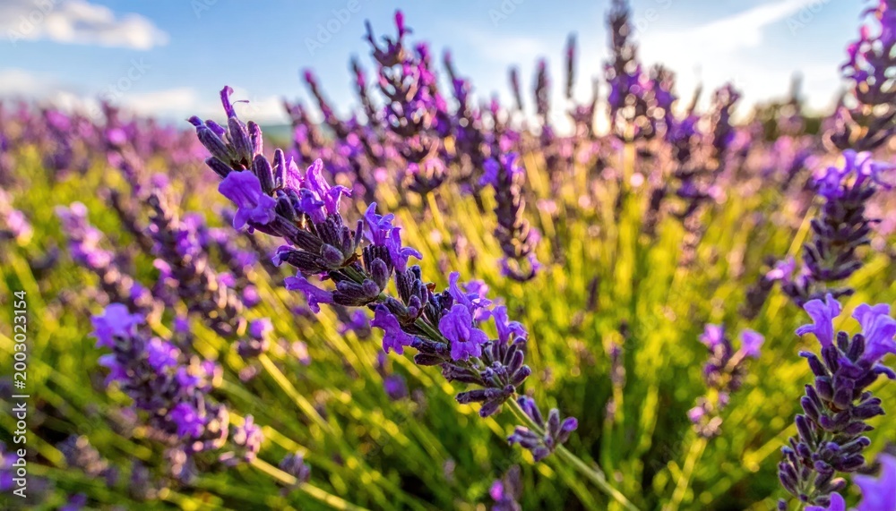 Obraz premium Close-up of a vibrant purple lavender flower spike bathed in warm golden sunlight amidst a sprawling field under a clear blue sky at sunset