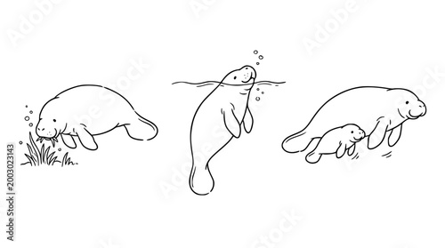 Endearing manatees swimming gracefully in water