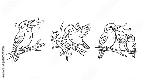 Kookaburra birds engaged in expressive actions.