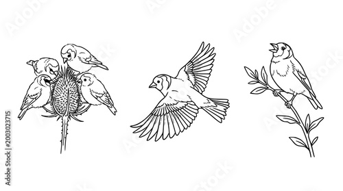 Charming Birds Feeding in Nature's Embrace Togetherly