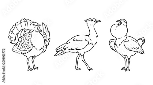 Charming Young Birds Showcasing Their Beauty Playfully