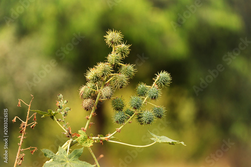 Canvas Print Medical seeds in india
