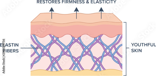 Create a realistic Strong elastin fibers restore firmness and elasticity to youthful skin. vector art with white background.