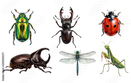 Realistic insects and bugs collection on transparent background.
