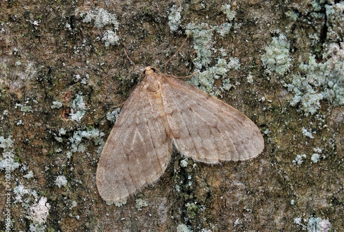 Foto Buchen-Frostspanner, Operophtera fagata, Männchen