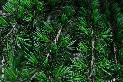 Green Pine Tree Branches Closeup Background.