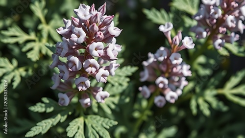 Close-up of licorice plant with pinnate leaves and purple flowers.
