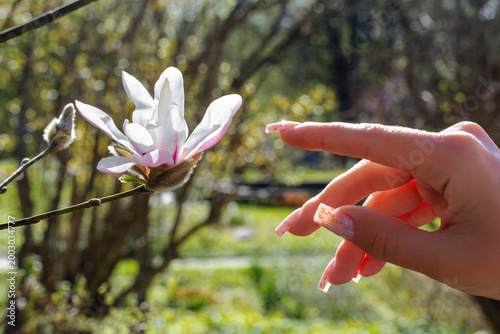 Magnolia