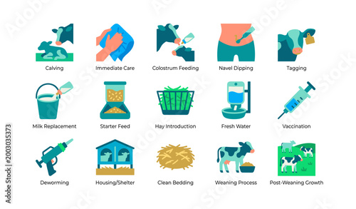 Calf care icons illustrating newborn management on white background