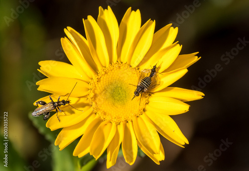 Obraz na plátně Fiore giallo