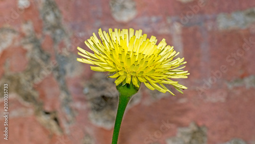 Photography Fiore giallo