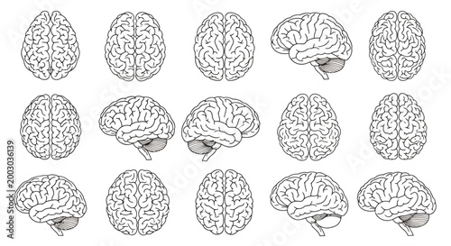 Collection of Sketches Showing the Human Brain from Various Angles and Perspectives.