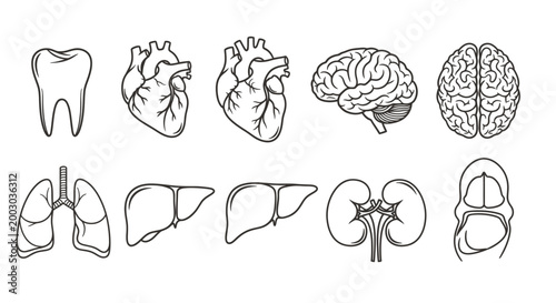 Illustrated sequence of human internal anatomy including teeth, heart, brain, lungs, liver and other organs.
