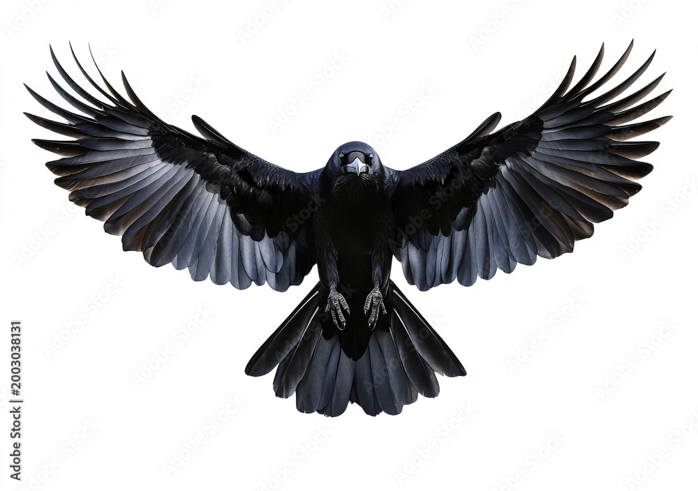 Fototapeta premium majestic black bird isoolated ona transparent bakdrop