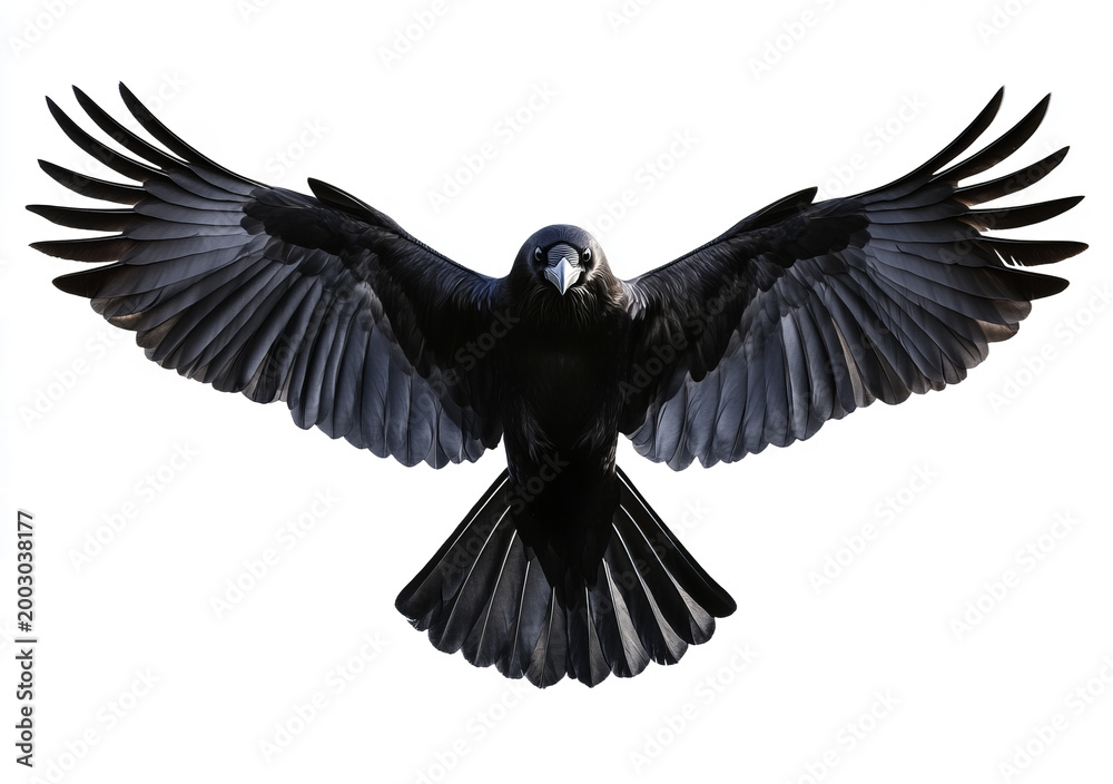 Fototapeta premium majestic black bird isoolated ona transparent bakdrop