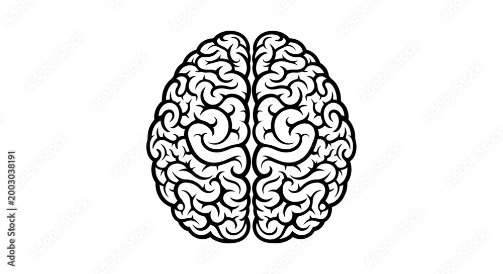 Fototapeta premium Detailed black line drawing of a human brain showing two hemispheres in a scientific illustration.
