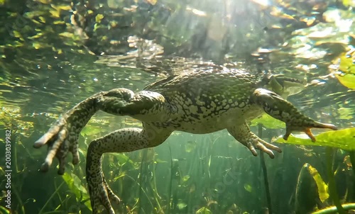 An alligator swims gracefully through clear underwater foliage with sunlight dappling the surface above.