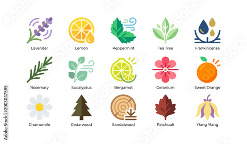 Essential oil icons of herbs, citrus and wood on white background