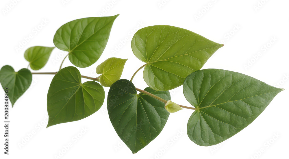 Fototapeta premium Climbing plant branch with heart shaped green leaves isolated on a plain white background