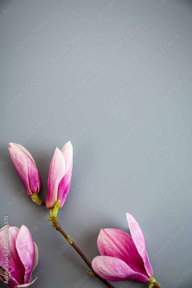 Obraz premium Minimal floral layout with magnolia blossoms and large copy space