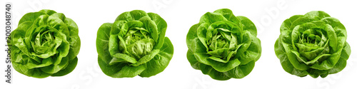 Four heads of fresh green butter lettuce arranged in  row seen from above