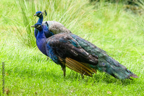 Fotografija Paon bleu
