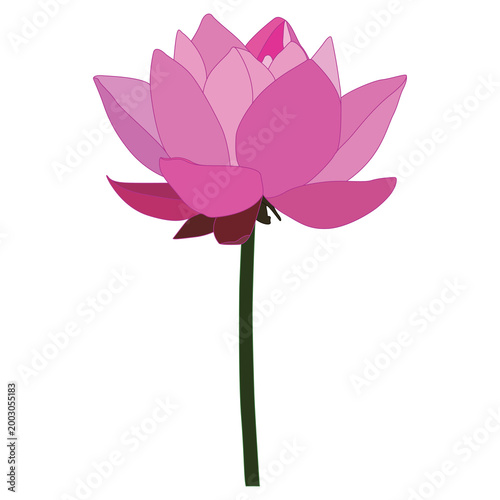 Fotografía Beautiful Pink Lotus Flower Vector Illustration, Blooming Water Lily with Green