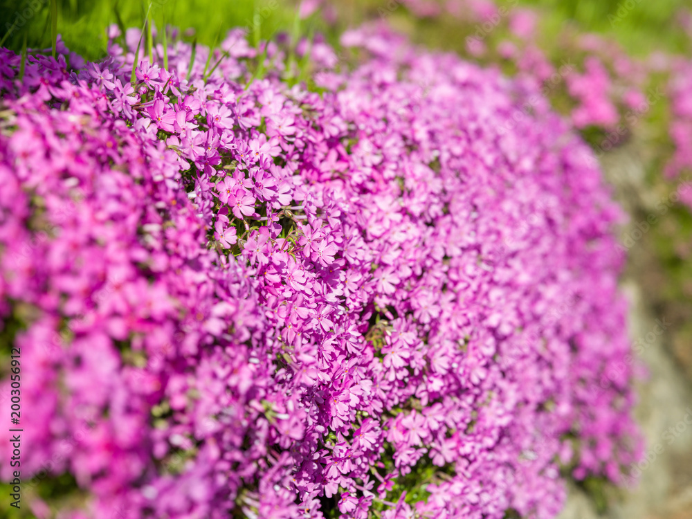 Obraz premium Dense pink moss phlox carpet blooming at ground level