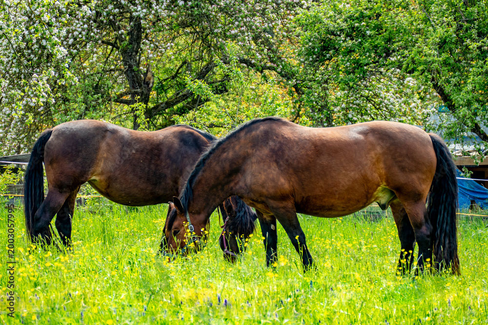 Obraz premium Pferde grasen auf einer Wiese im Frühjahr