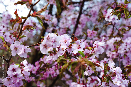 Sakura
