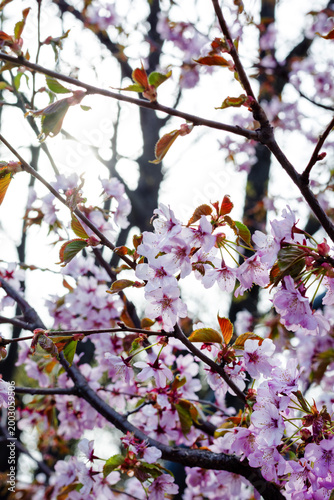 Sakura
