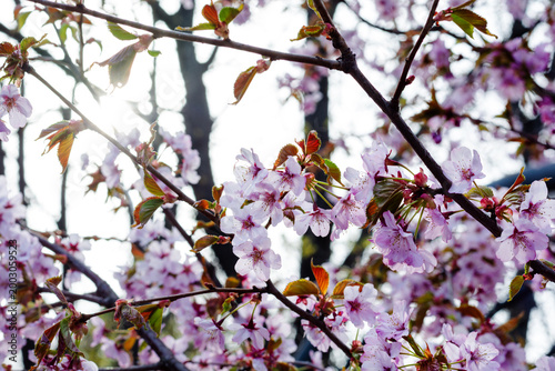 Sakura