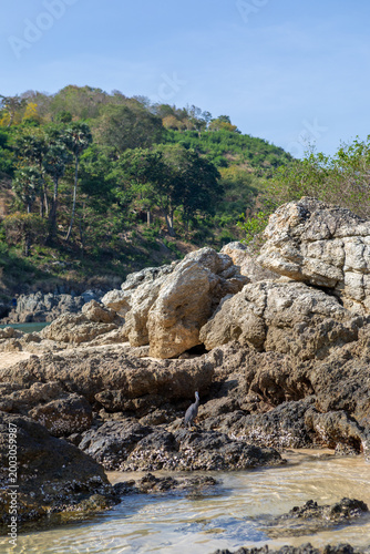 Eastern Reef Heron fishes on a sandy beach, outdoor wildlife photography